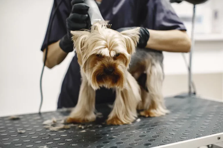 Animal groomer using clipper blades for pet dog.